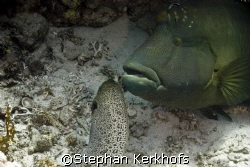 Head to head Napoleonfish vs Giant moray taken at Shark &... by Stephan Kerkhofs 